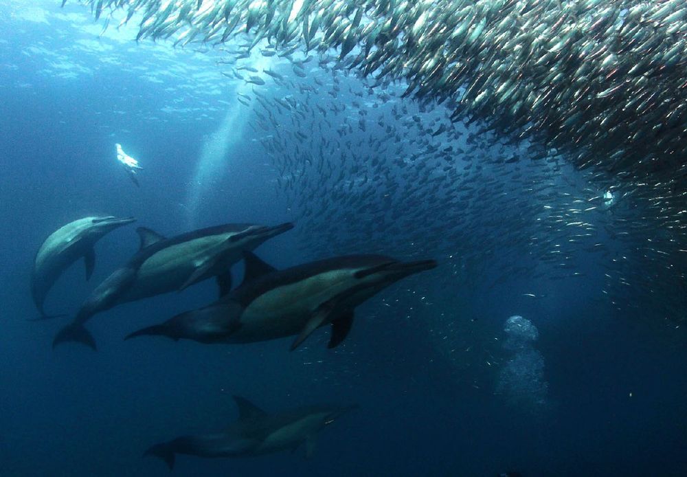 Debashine Thangevelo|Published 22 seconds ago Sardine Run guide: The best KZN South Coast lookout spots and immersive experiences
