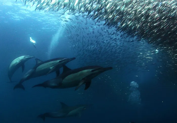 The Sardine Run in KZN's south coast is a must-see phenomenon. 