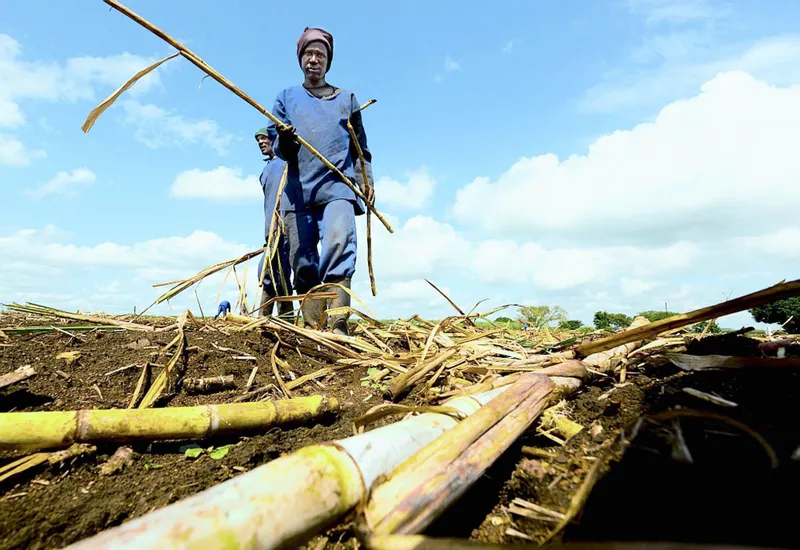 Sugarcane growers race to save Tongaat Hulett ahead of liquidation hearing