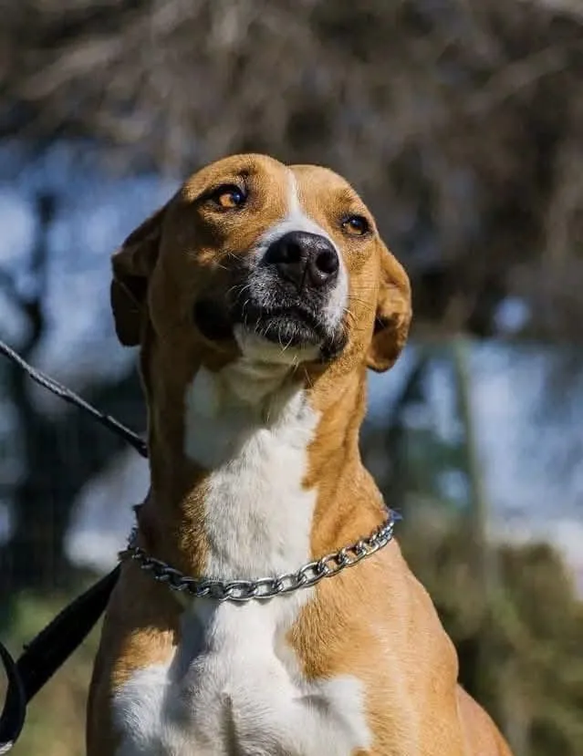Join the Burgundy Estate Padel Club for a charity tournament supporting animal rescue
