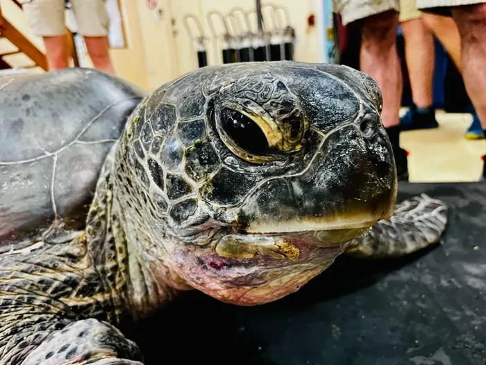 Members of the public noticed the turtle on the Tinley Manor beach, tangled in a mess of fishing net and ropes and alerted the lifeguards who called the NSRI to assist. Picture: South African Association for Marine Biological Research (Saambr)