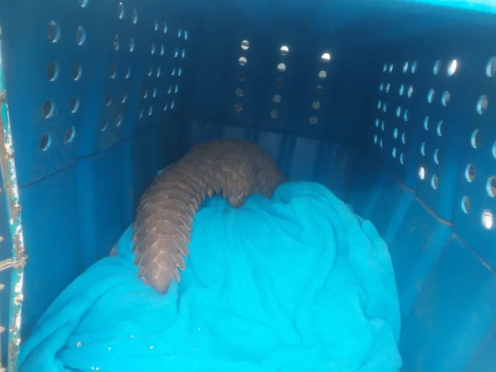 Pangolins are the world's most trafficked mammals. 