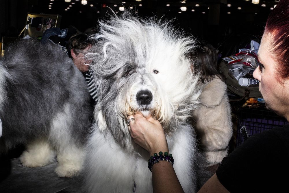 What makes a perfect dog? insights from the Westminster Kennel Club