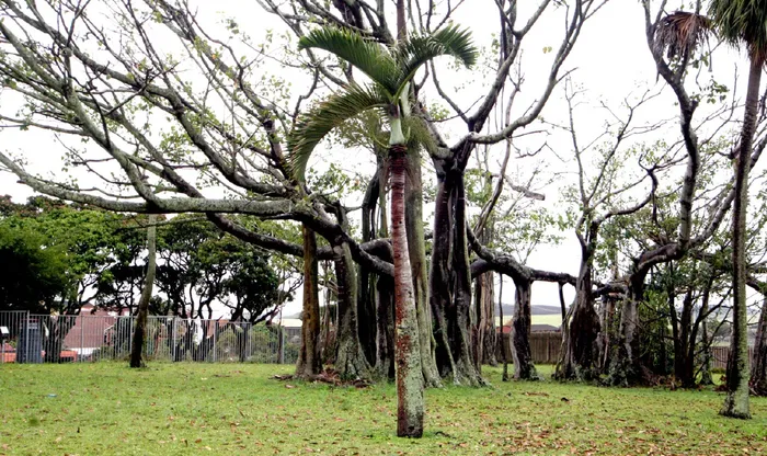 ND TREE3.JPG