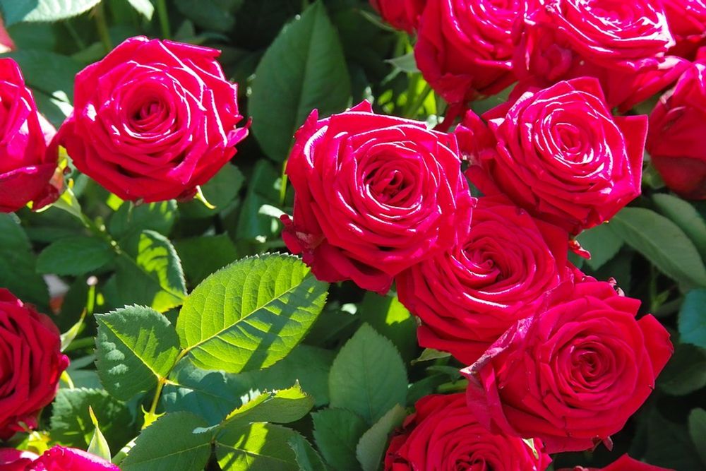 Take care of your roses in October