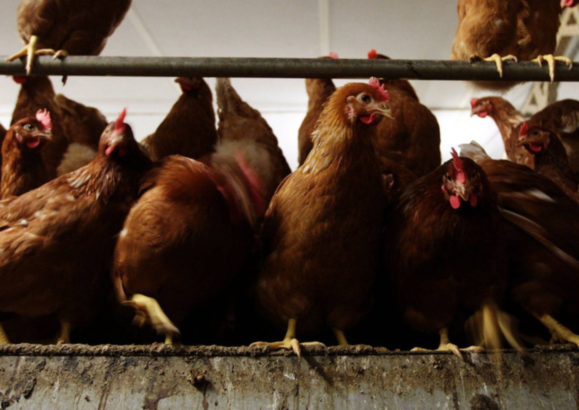 Image showcasing Parasite warning for free-range chicken