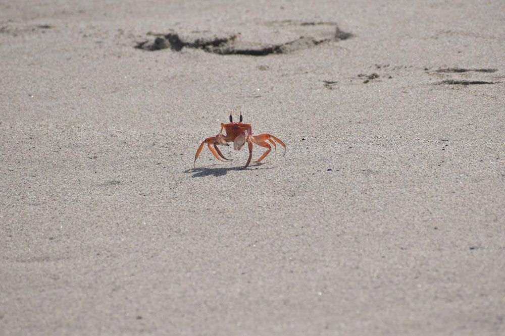 Dead crabs on Cape Town beaches signal a growing crisis in our waterways