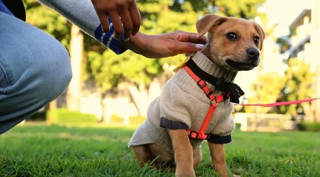 The puppies from African Tails stole hearts at this pet-friendly event, especially 9-week-old Fabrizio, a male mixed breed still up for adoption.