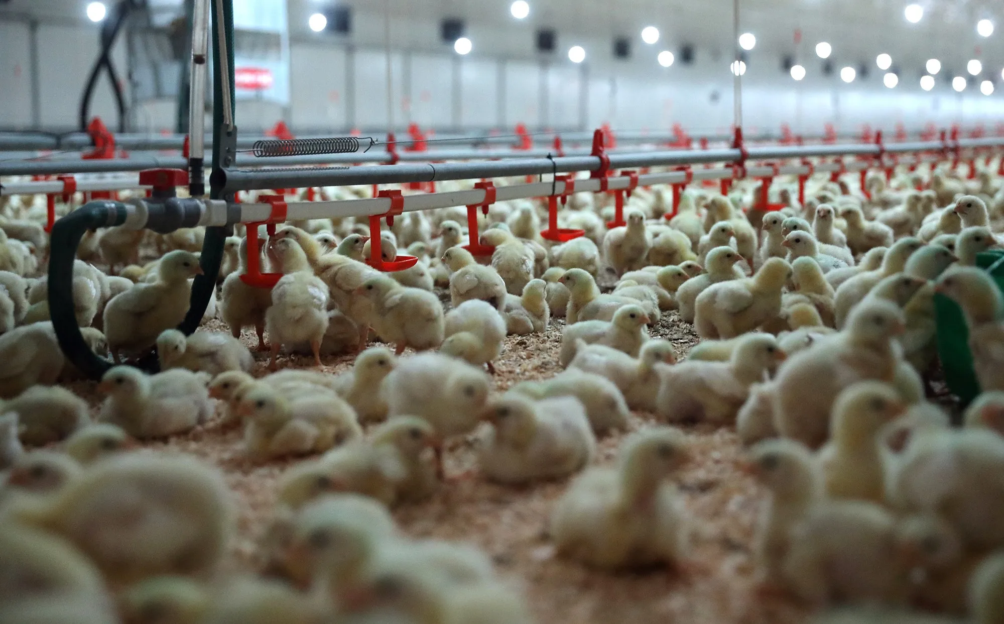 More options for cash strapped consumers - Astral Foods to trial tinned chicken product - Vimarsana News