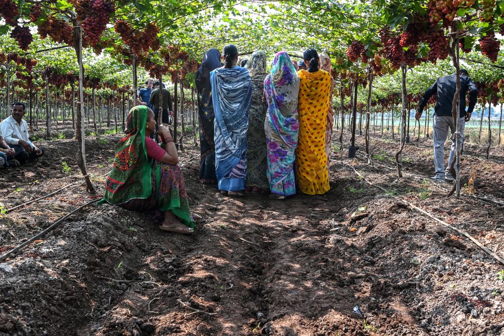 The rise of cooperative farming in India: A beacon of hope for struggling farmers