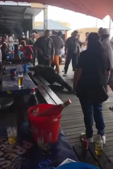WATCH: Fists fly in wild Jeffreys Bay pub brawl