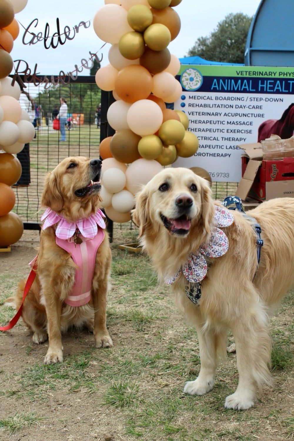 gauteng-set-to-glitter-with-gold-as-golden-retriever-day-returns