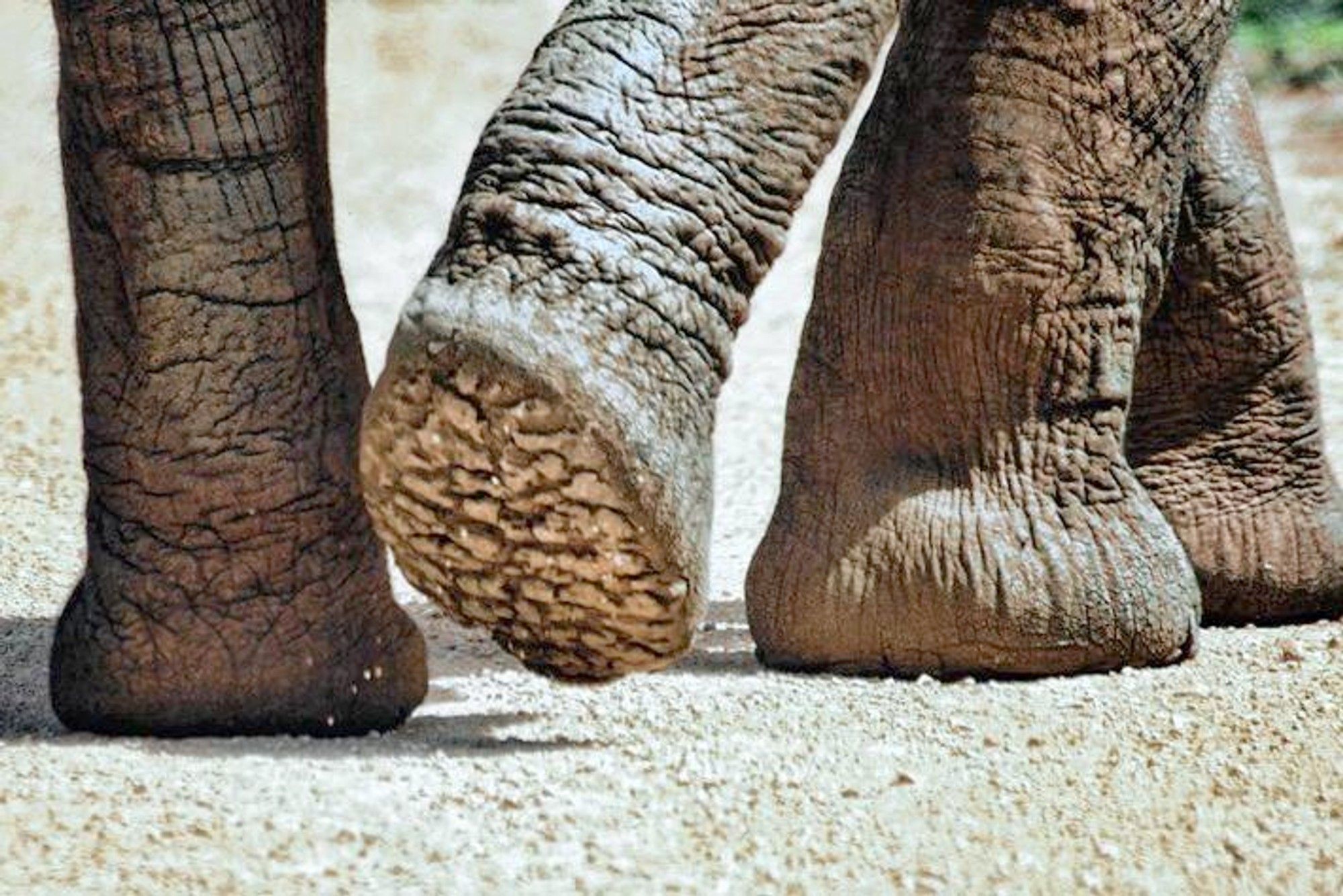 Why captive elephants suffer from sore feet(00)