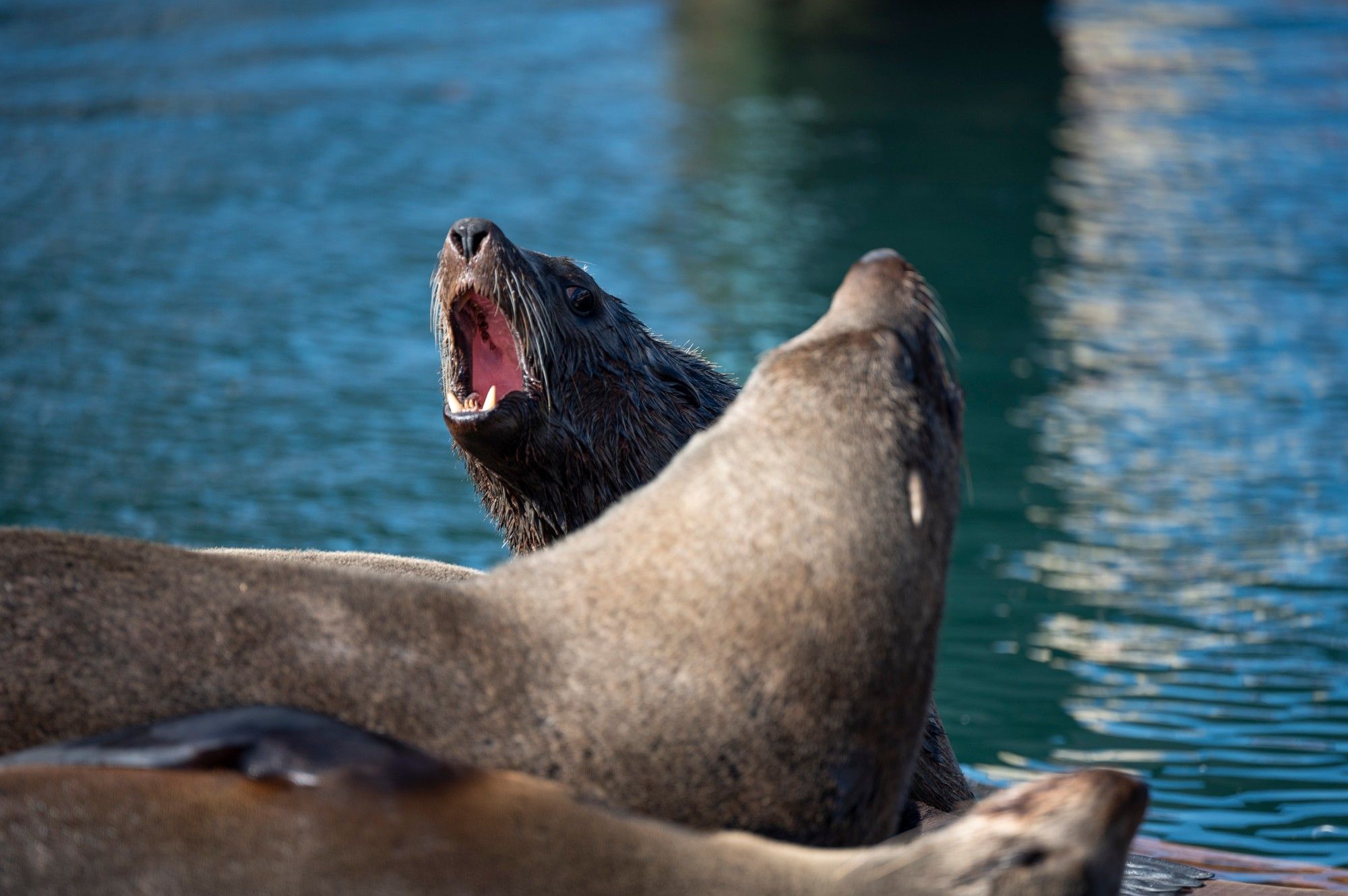 Rabies on the rise: Public urged to stay vigilant this holiday season
