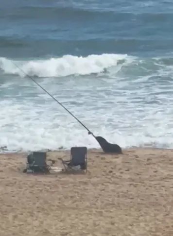 Stay away from seals: Public safety warning after seal 'attacks' fishing rod