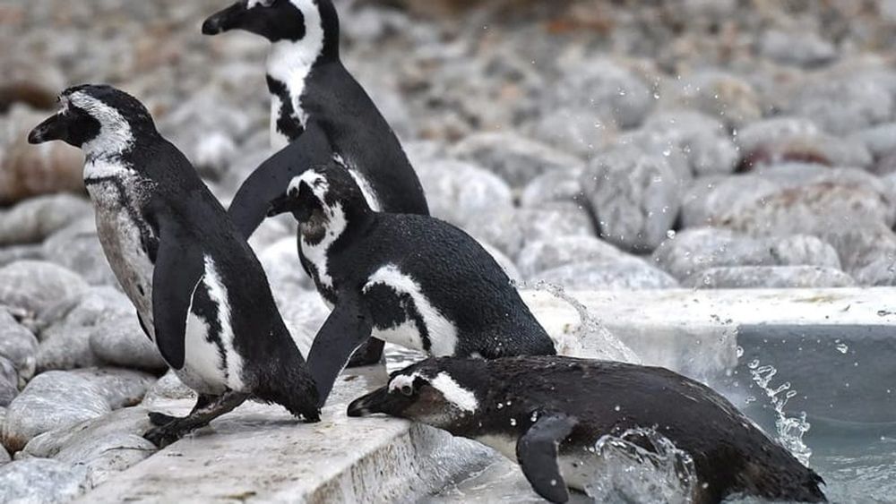 New research proves no-take zones are helping to protect African Penguins