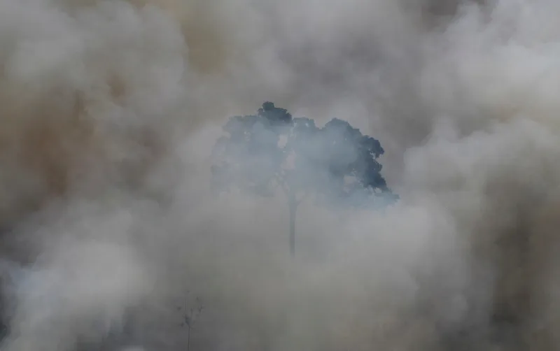 Amazon rainforest could face ‘large-scale collapse’ by 2050, study warns