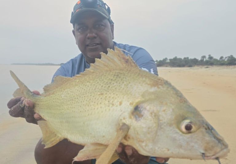 Everything you need to know about grunter fish: from biology to bait
