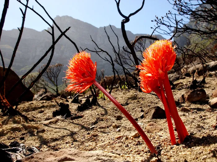 Fire lilies grow on the slopes of Table Mountain after harsh fires. Picture: Andrew Ingram.