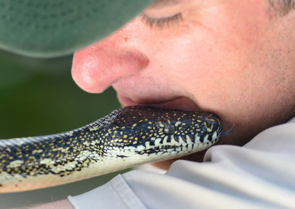On the trail with Sydney’s snake hunter