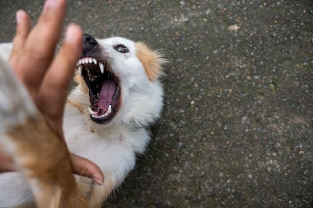 The hidden legal risks every South African dog owner should know about