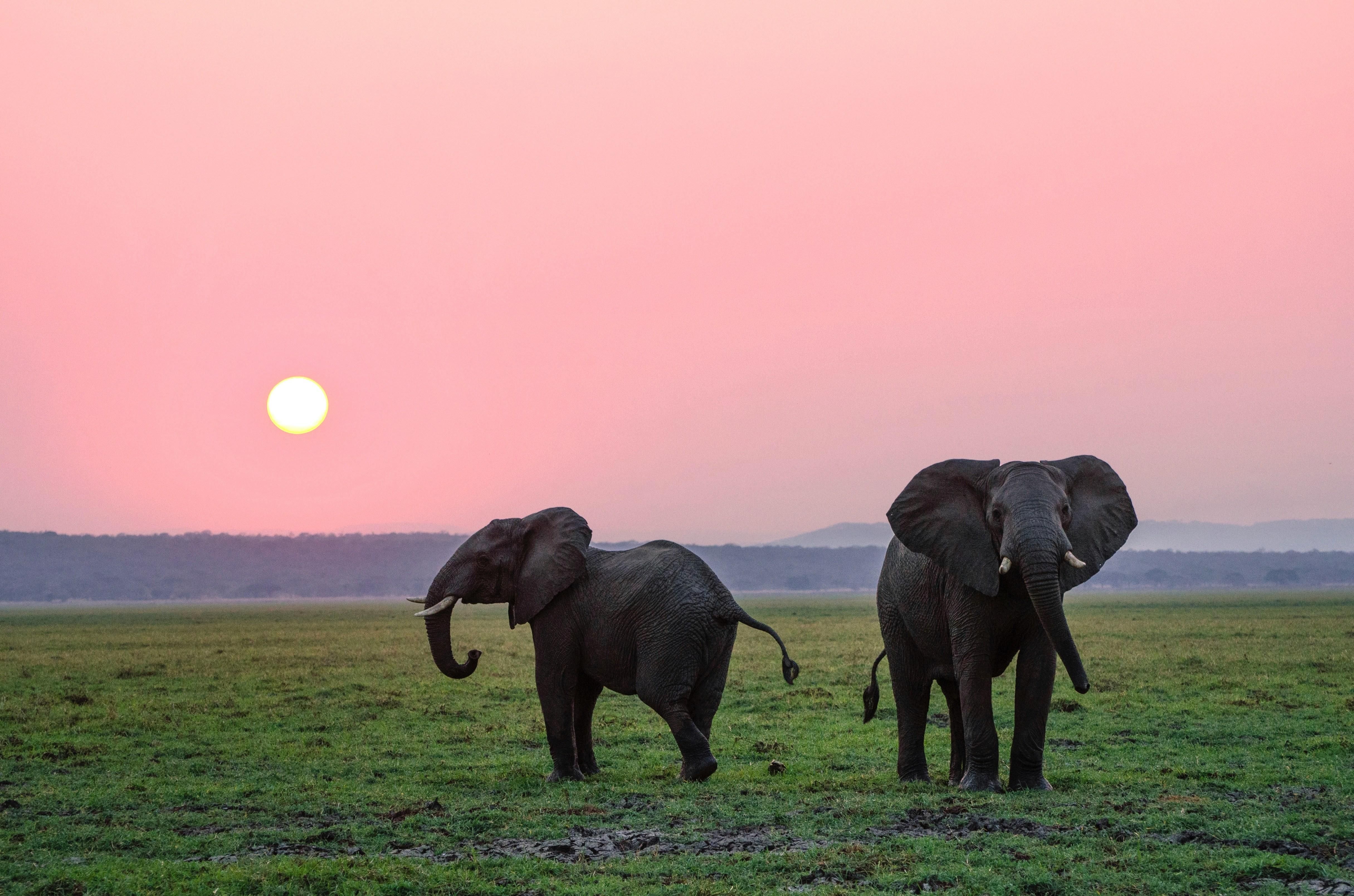 South Africa celebrates World Elephant Day with strong conservation commitments