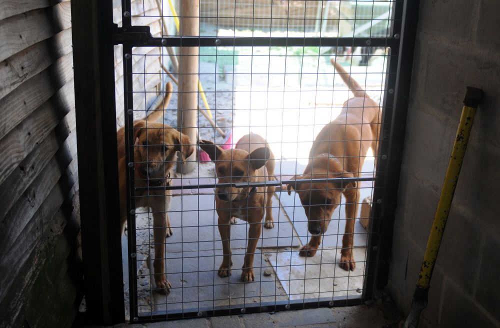 Researchers find that dogs are able to differentiate between a familiar and an unfamiliar language