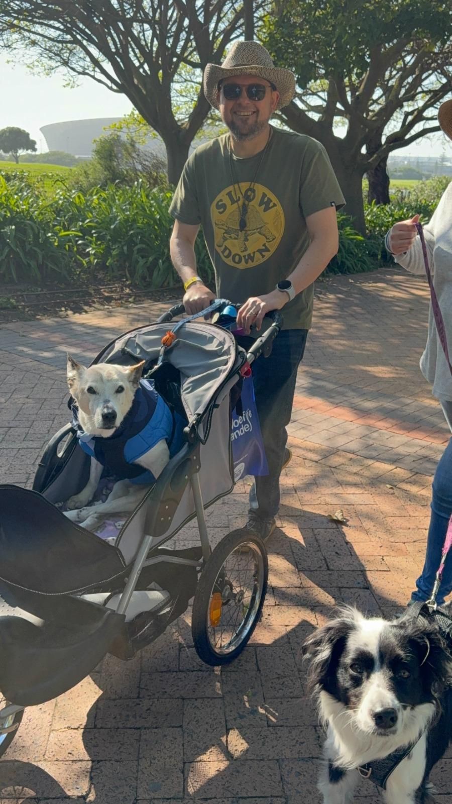 Dog walk raises R188,000 for SPCA animal-care project - IOL