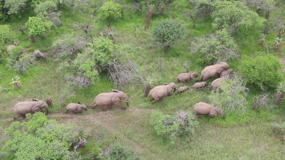 Historic collaboration secures South Africa’s smallest free-roaming elephant herd
