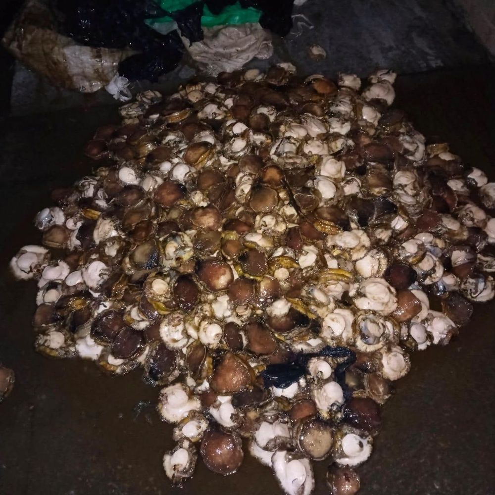 Two arrested after 121kg abalone haul worth R161,000 seized near Mossel Bay