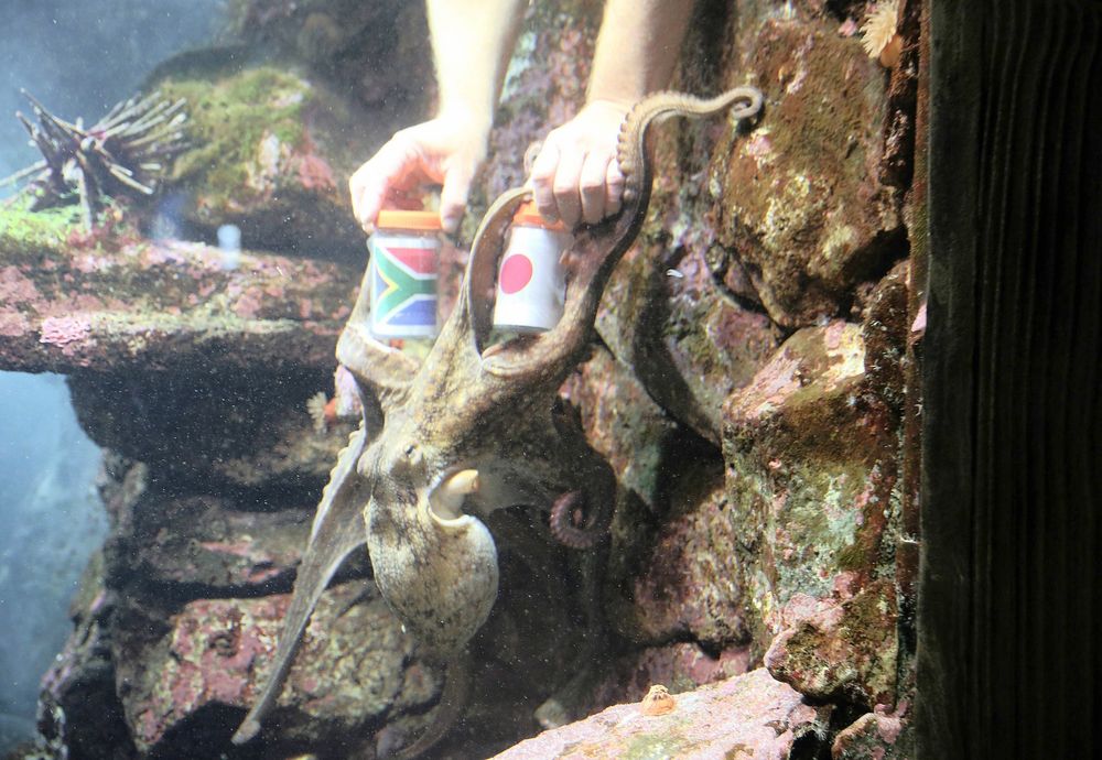 Durban octopus predicts rugby outcome