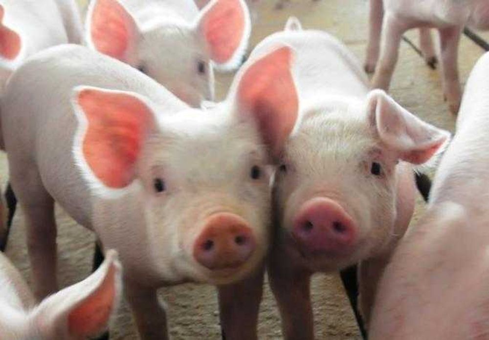 KZN pig farmers demand inclusion in foot-and-mouth disease vaccination drive