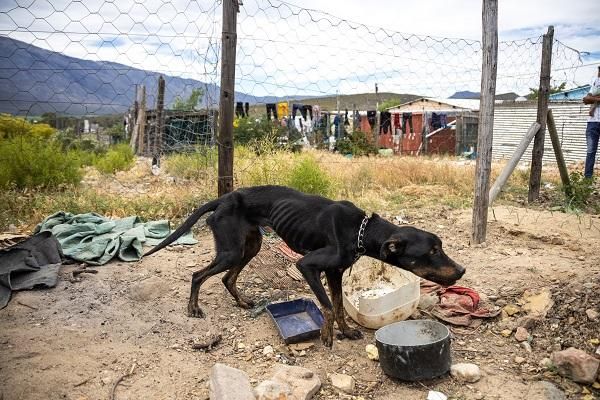 Recognising International Homeless Animals Day: A call for responsible pet ...