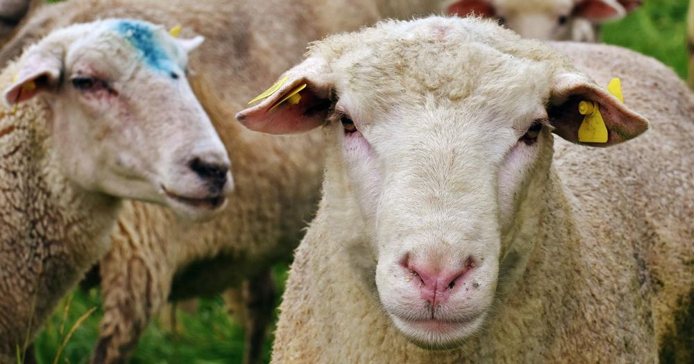 South Africa loses R1.5bn in lamb exports as key Middle East markets remain blocked