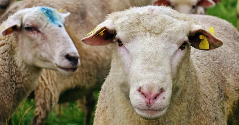 South Africa loses R1.5bn in lamb exports as key Middle East markets remain blocked