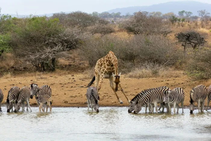 Winter is the dry season in many safari regions, which means rivers, dams and waterholes become gathering points for wildlife.