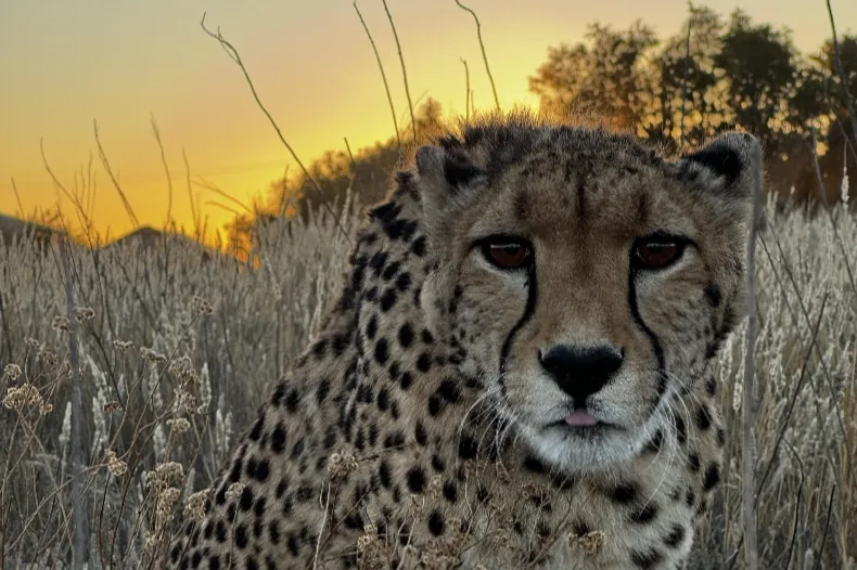 International Cheetah Day: Lexi's story of hope and return