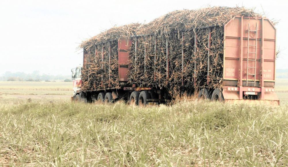How the Tongaat Hulett crisis could devastate South Africa's rural sugar economy