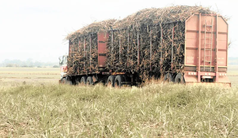 SA canegrowers fear 30% tariff on sugar exports to the US will jeopardise industry