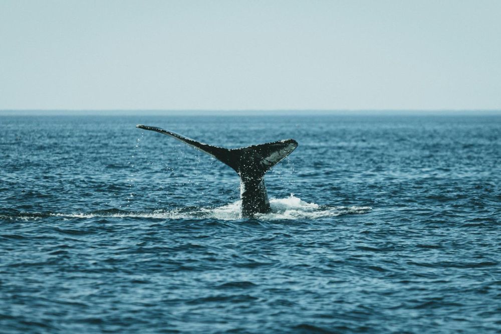 Middle East conflicts push shipping traffic toward South Africa, threatening whales