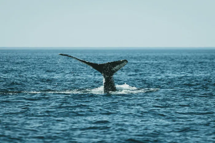 South Africa’s marine giants at risk as global shipping avoids conflict zones.