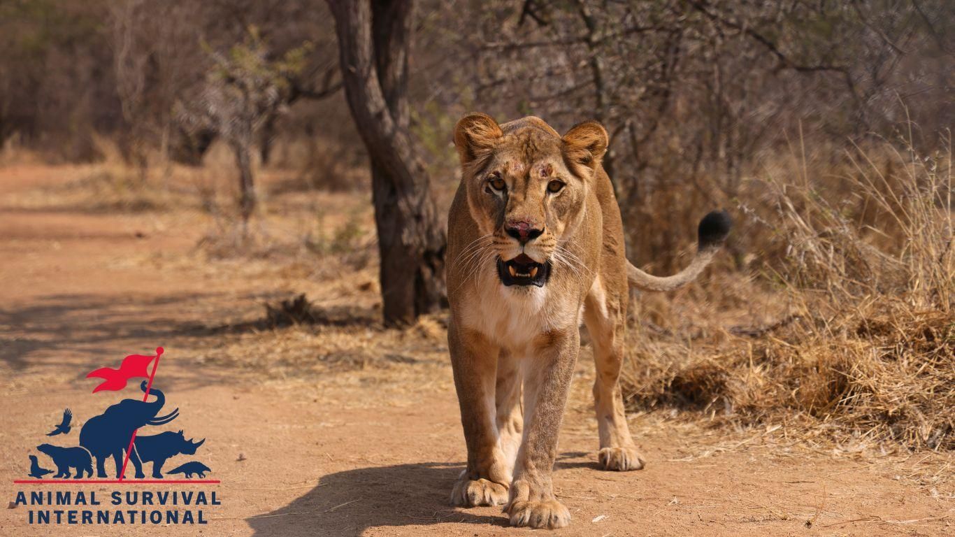 Rescue mission: three lions relocated from war-torn Ukraine to South Africa