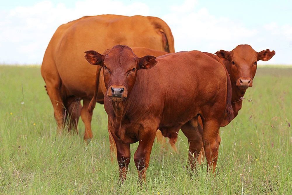 Karan Beef resumes exports to Jordan after Foot-and-Mouth Disease disruptions