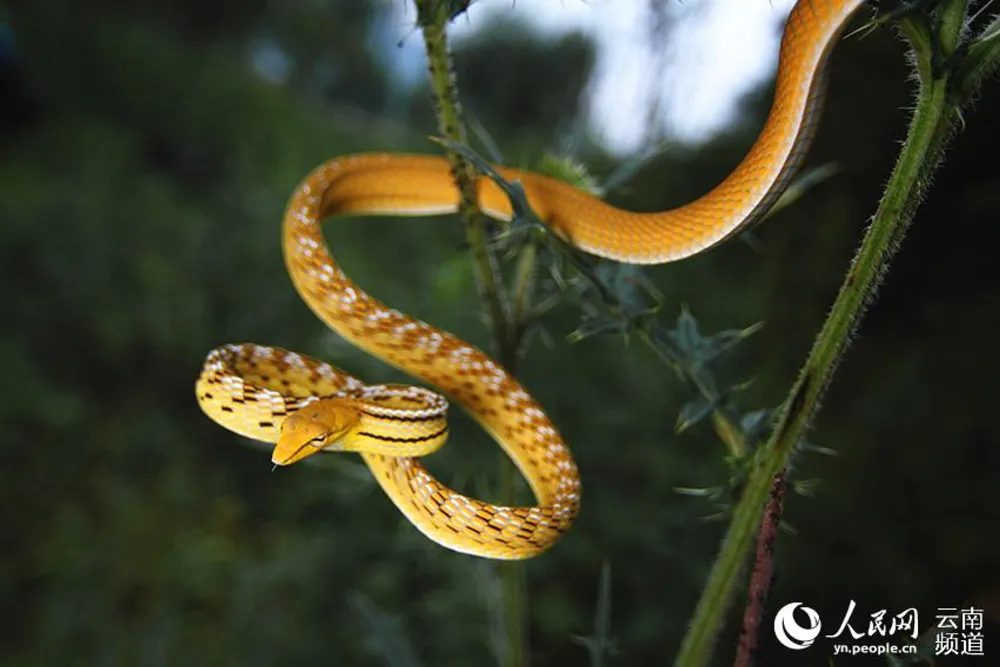 A Viridovipera yunnanensis at the Longling Xiaoheishan Provincial Nature Reserve in southwest China’s Yunnan province. (Photo/Hou Yunpeng)