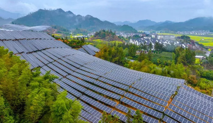 A 40 MW solar-plus-camellia oleifera project in Songjing village, Hangzhou, east China's Zhejiang province. A report shows that Africa's renewable energy workforce currently accounts for just 2% of the global total, despite the continent holding 60% of the world's best solar resources.