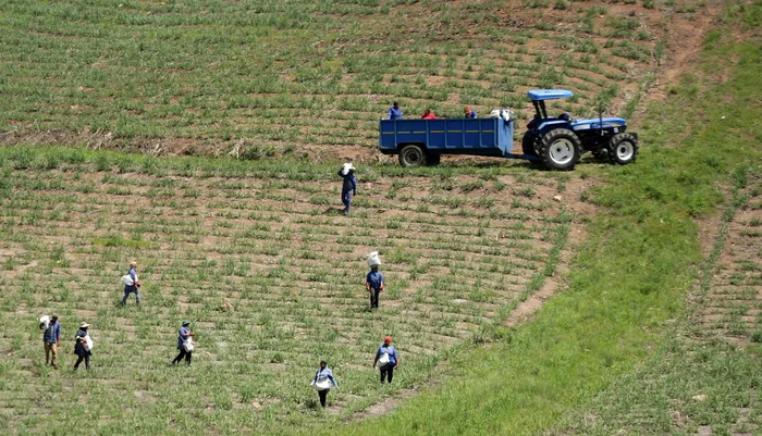 Farmers walk on a farm near a tractor trailer.