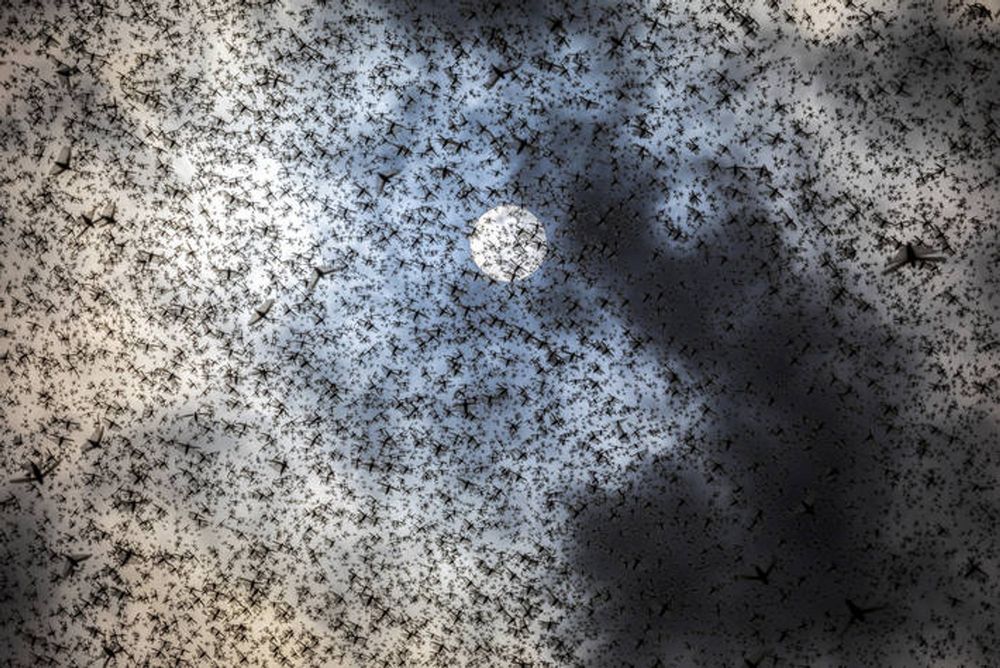 Insects quietly becoming extinct, and why we should be worried