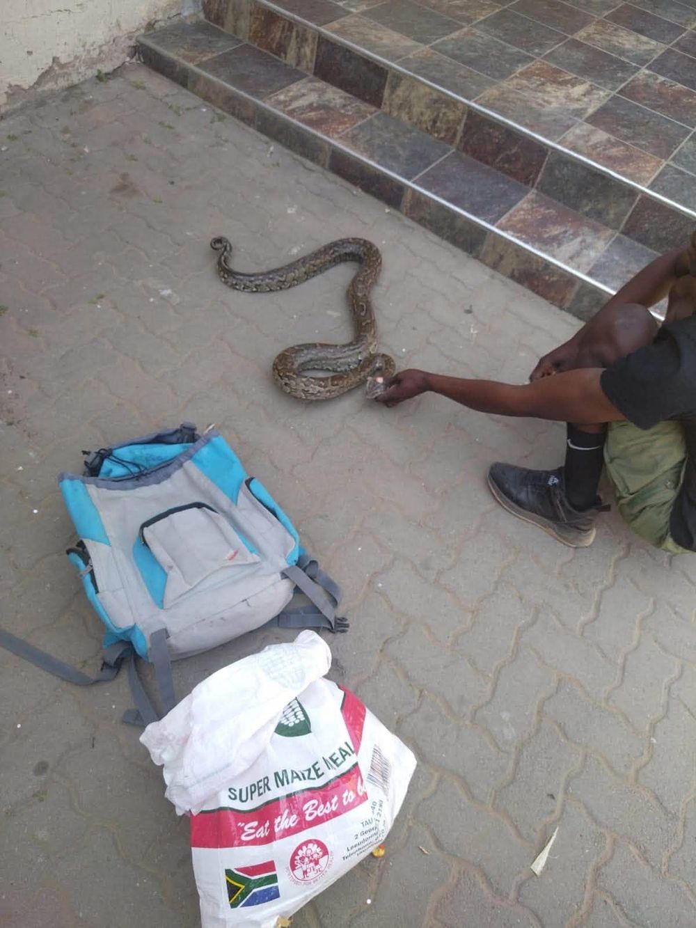 R5,000 python deal busted as cops swoop on alleged online wildlife sellers