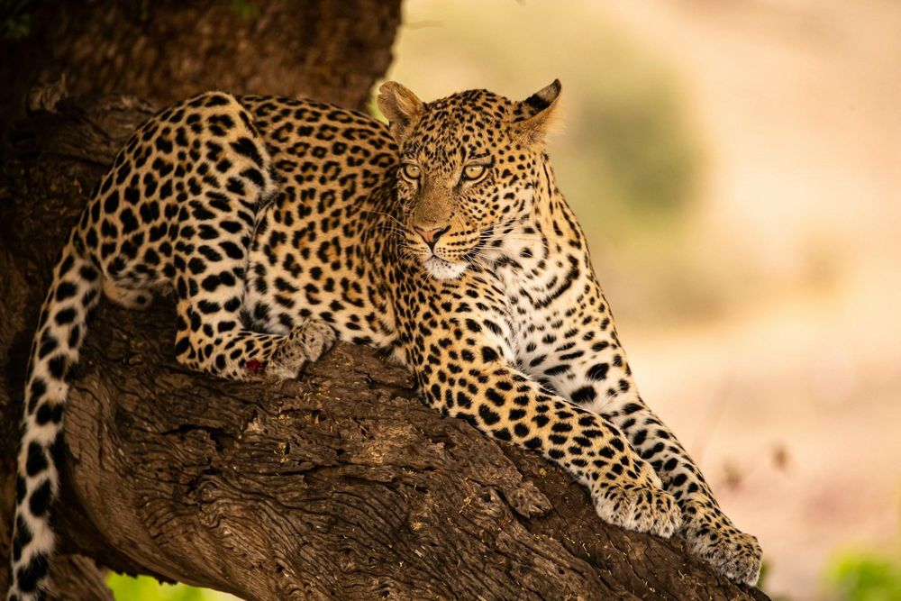 Big Five on a budget: Where South Africans can enjoy a safari day trip this winter