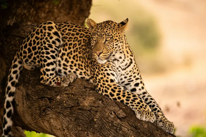 While many people associate safaris with costly luxury lodges and lengthy getaways, that's not the only way to enjoy South Africa's incredible wildlife. 